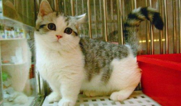 猫神短视频,揭秘猫咪的神奇世界